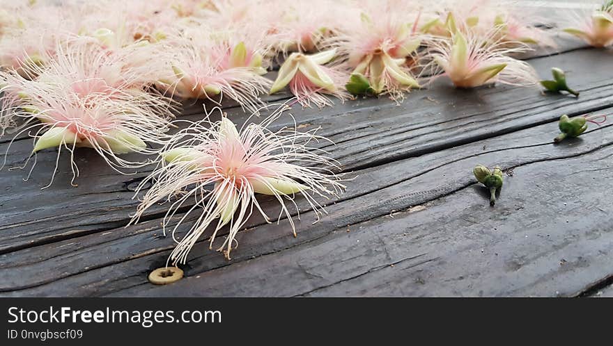 Flower, Plant, Flora, Flowering Plant