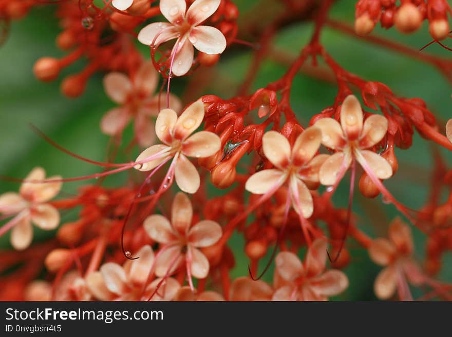 Flower, Red, Pink, Flora