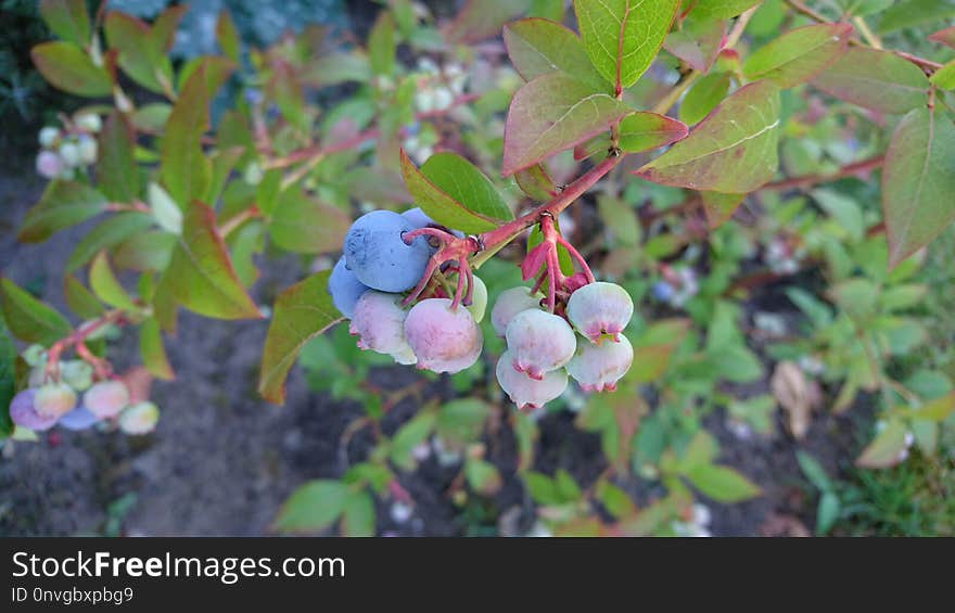 Plant, Berry, Bilberry, Huckleberry