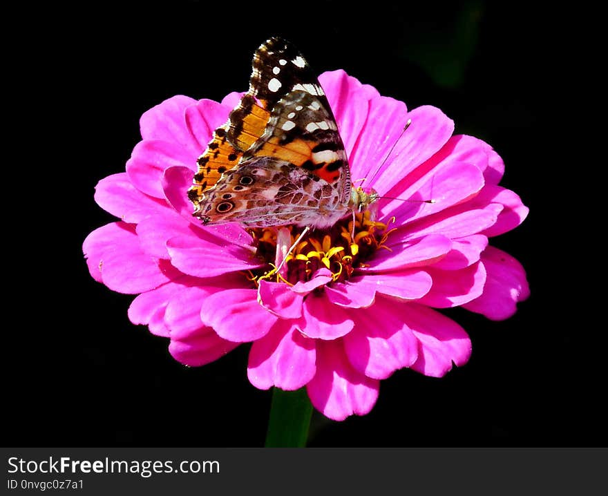 Flower, Butterfly, Moths And Butterflies, Insect