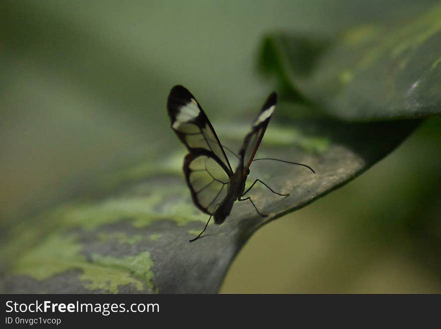 Insect, Invertebrate, Butterfly, Moths And Butterflies