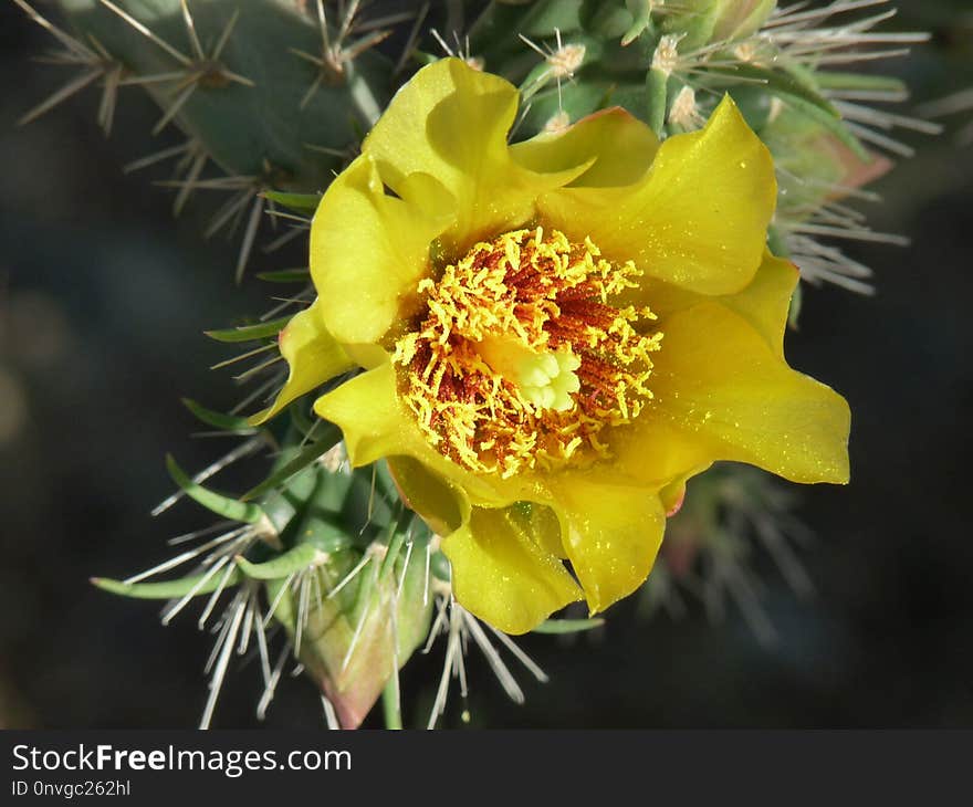 Yellow, Flowering Plant, Plant, Prickly Pear