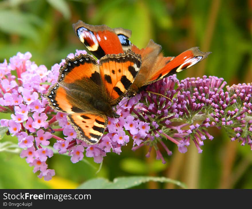 Butterfly, Insect, Moths And Butterflies, Nectar