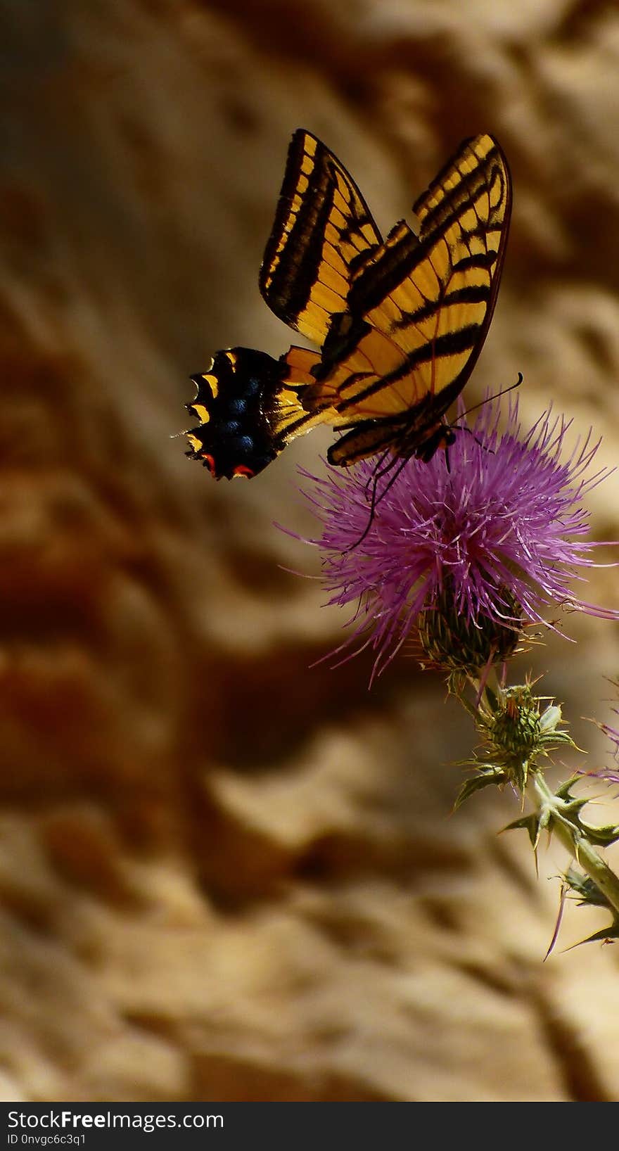 Butterfly, Moths And Butterflies, Insect, Brush Footed Butterfly