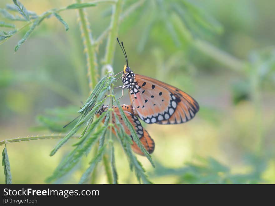 Butterfly, Insect, Moths And Butterflies, Lycaenid