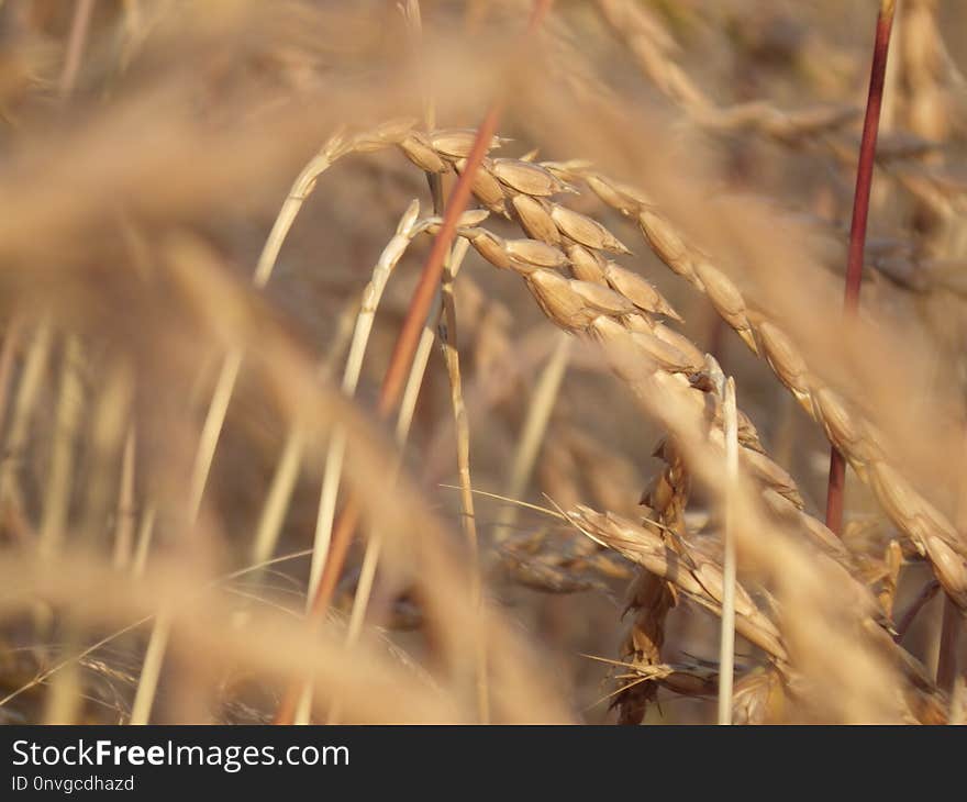 Wheat, Food Grain, Grass Family, Rye