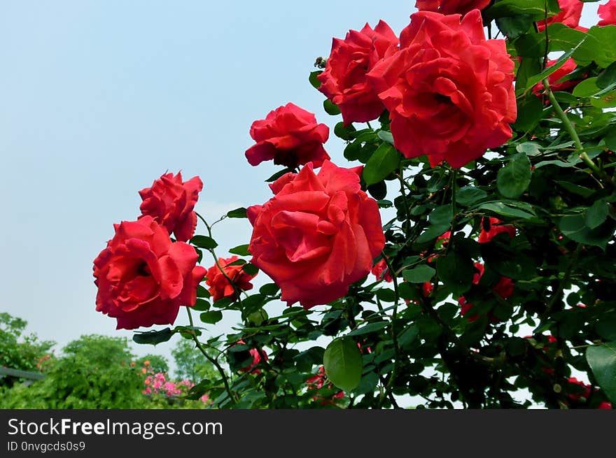 Rose, Flower, Garden Roses, Rose Family