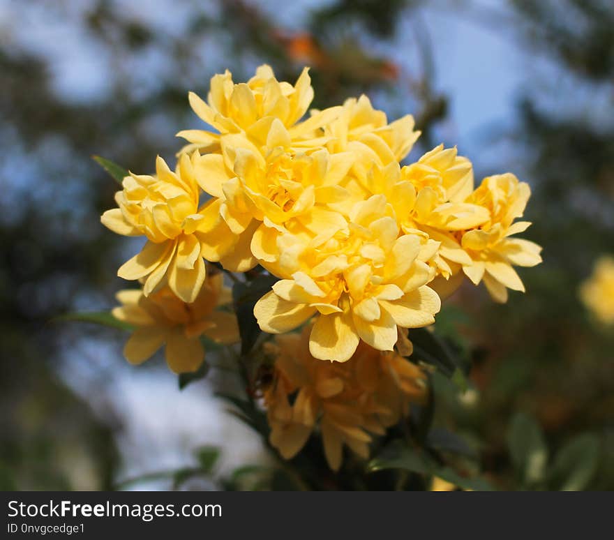 Flower, Yellow, Plant, Flowering Plant