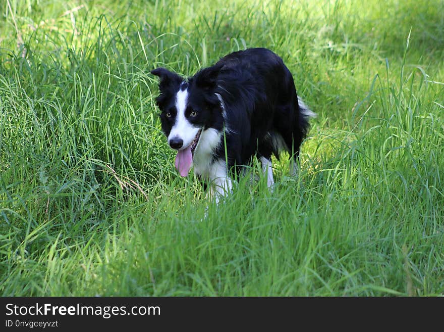 Dog, Dog Breed, Dog Like Mammal, Border Collie