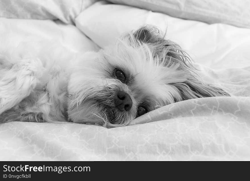 White, Dog, Black, Black And White