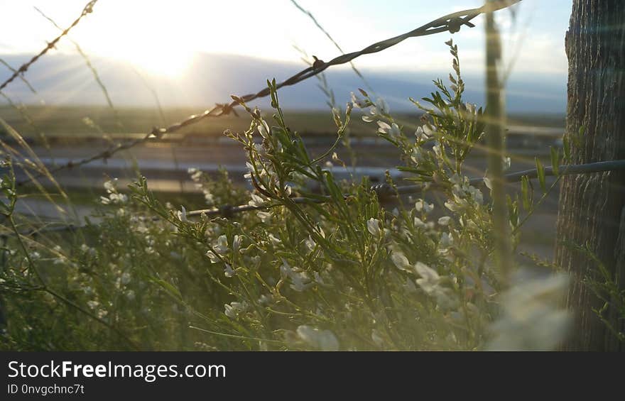 Water, Vegetation, Branch, Sky