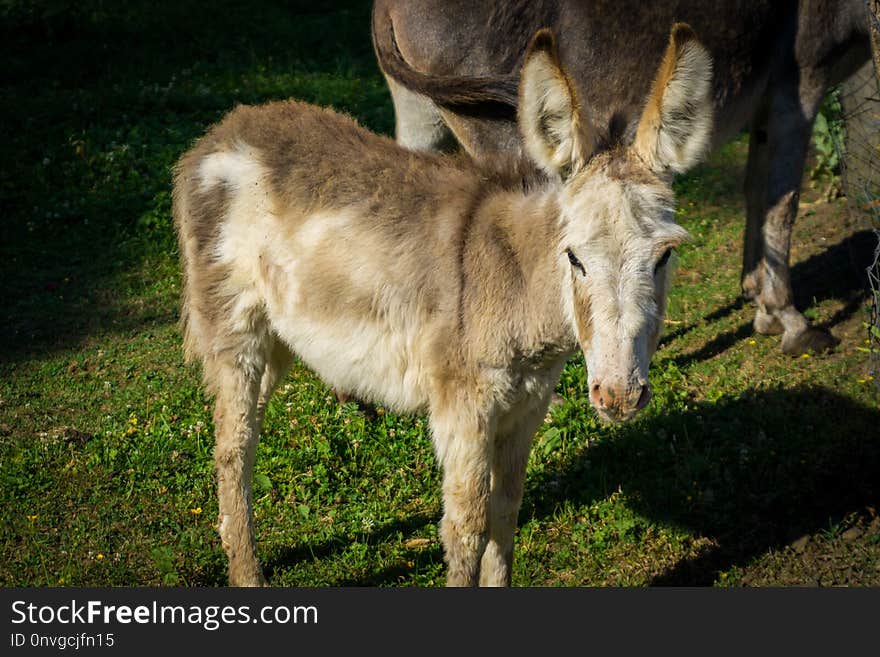 Donkey, Fauna, Wildlife, Horse Like Mammal