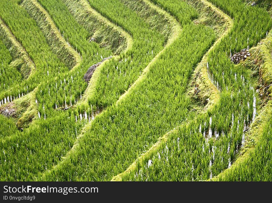 Agriculture, Vegetation, Terrace, Field