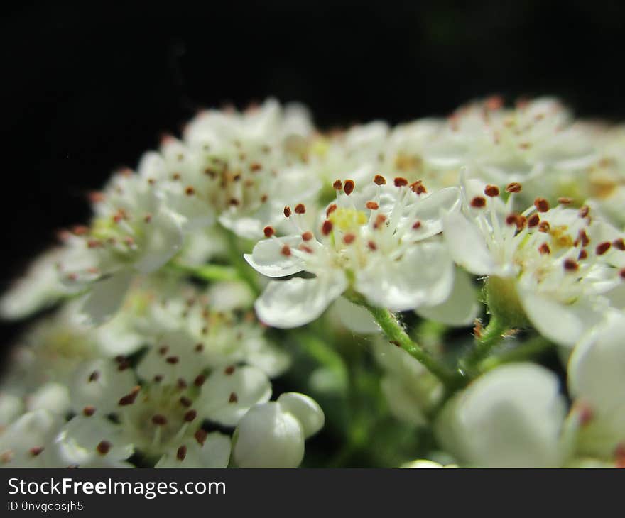 White, Flora, Flower, Blossom