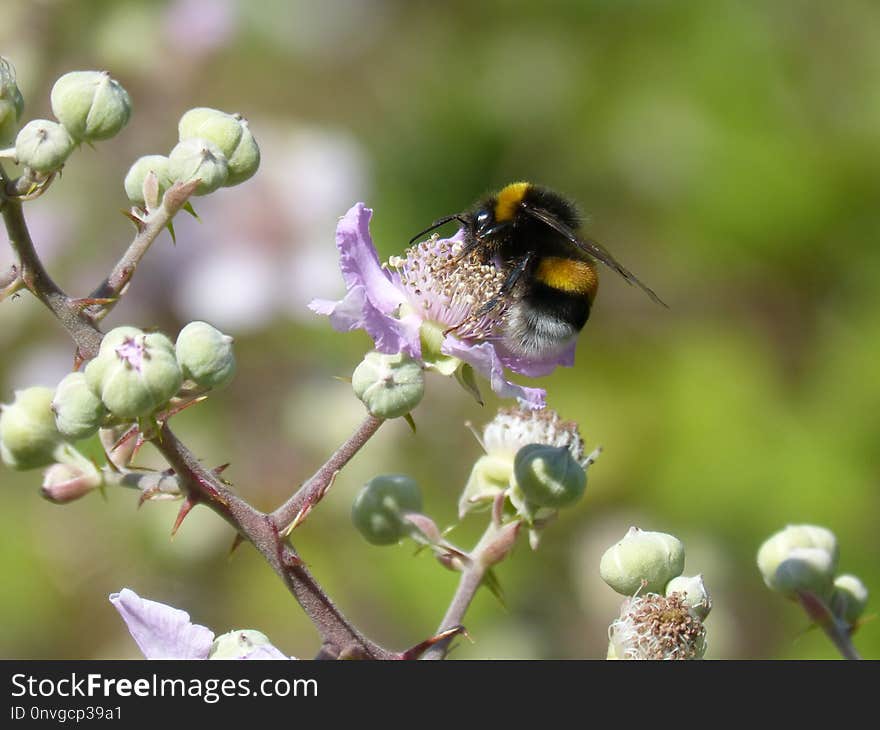 Bee, Insect, Honey Bee, Bumblebee