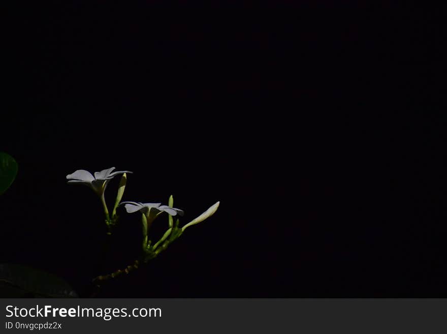 Leaf, Darkness, Close Up, Computer Wallpaper