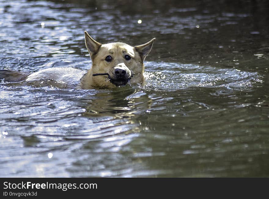 Dog, Water, Dog Like Mammal, Dog Breed Group