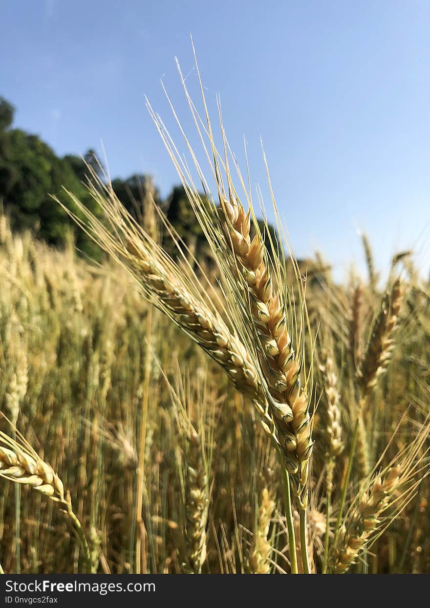 Food Grain, Triticale, Wheat, Rye