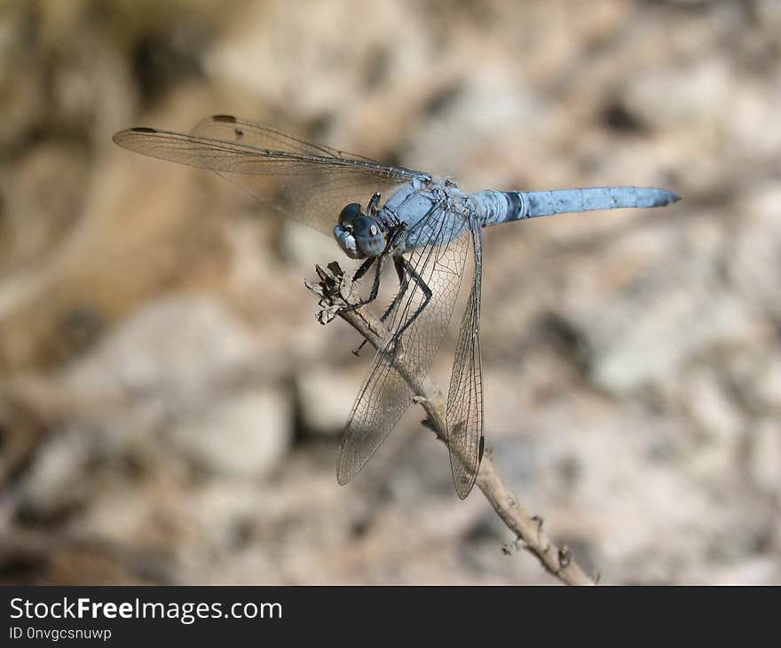 Dragonfly, Insect, Dragonflies And Damseflies, Invertebrate