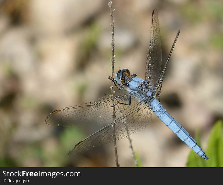 Dragonfly, Insect, Dragonflies And Damseflies, Invertebrate