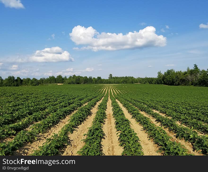 Agriculture, Field, Crop, Sky