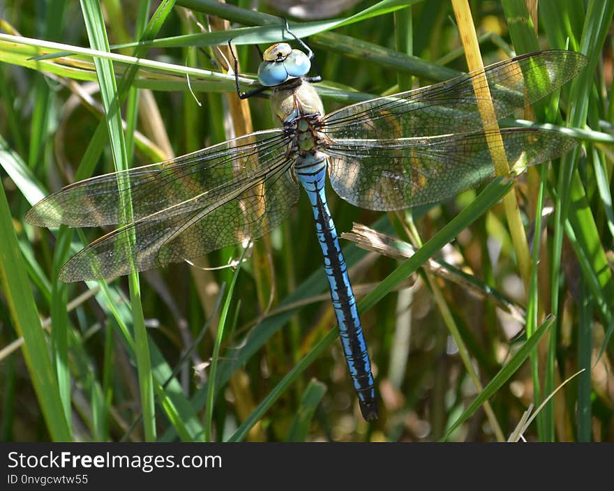 Dragonfly, Dragonflies And Damseflies, Insect, Wildlife