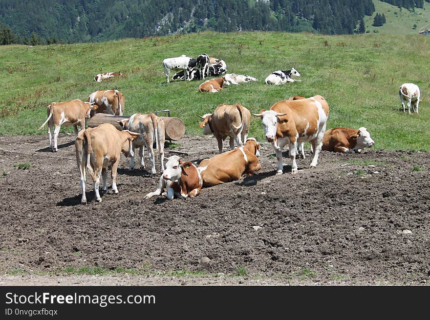 Cattle Like Mammal, Herd, Pasture, Grazing