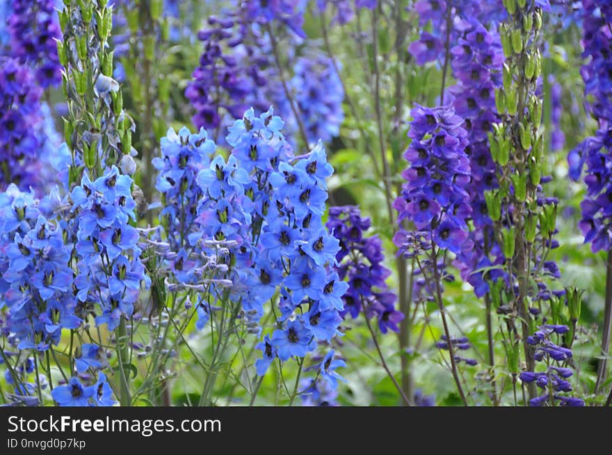 Plant, Flower, English Lavender, Lavender