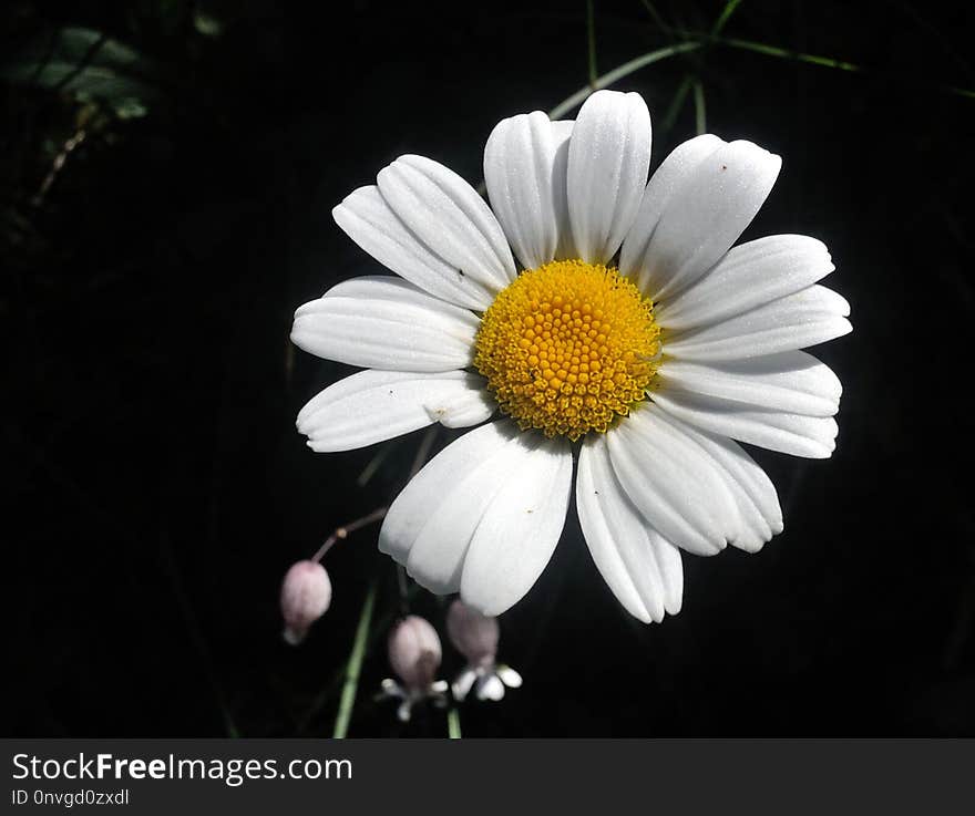 Flower, Oxeye Daisy, Flora, Chamaemelum Nobile