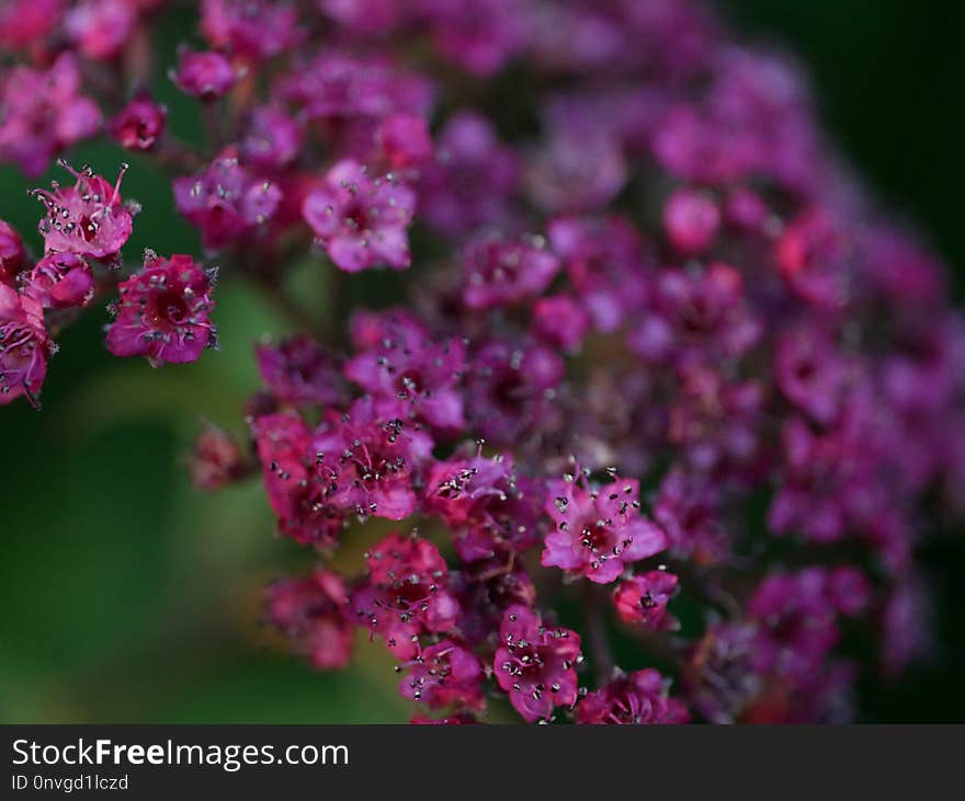 Flower, Pink, Plant, Flora