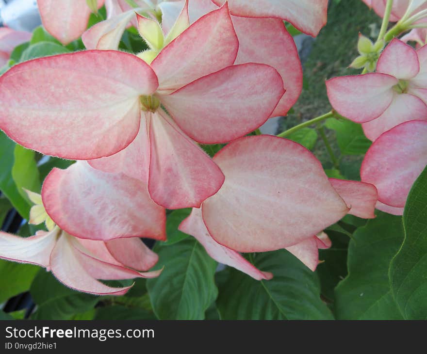 Flower, Plant, Pink, Flora