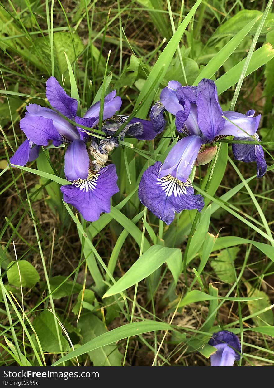 Plant, Flower, Flora, Iris