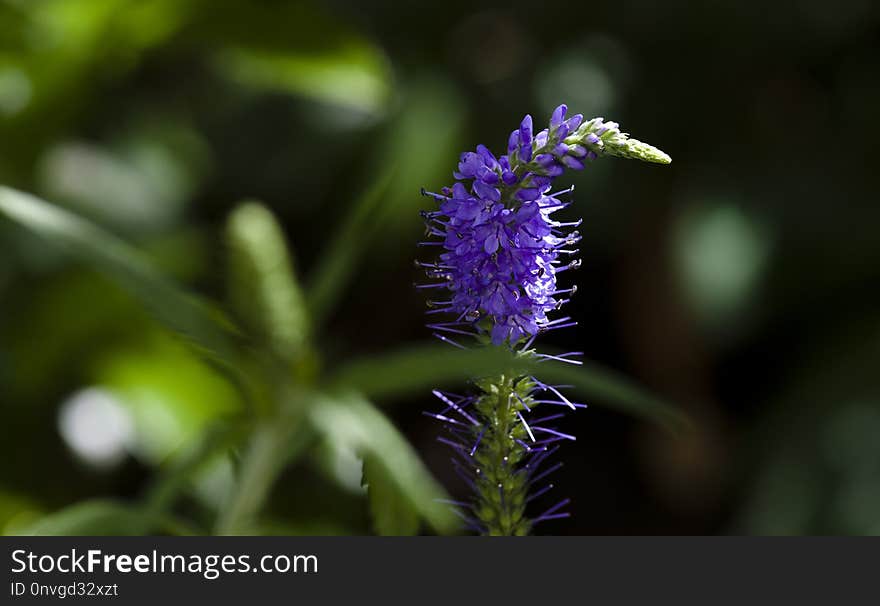 Flora, Plant, Flower, Hyssopus