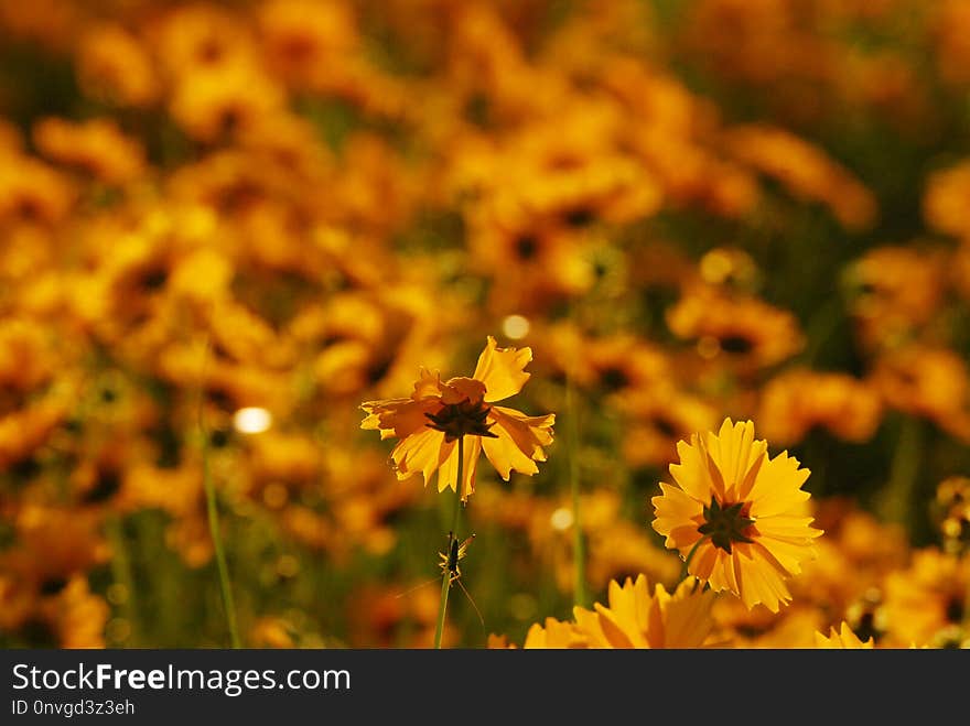 Flower, Yellow, Wildflower, Nectar