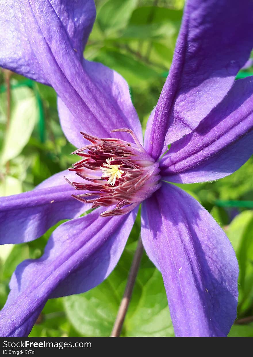 Flower, Purple, Flora, Plant