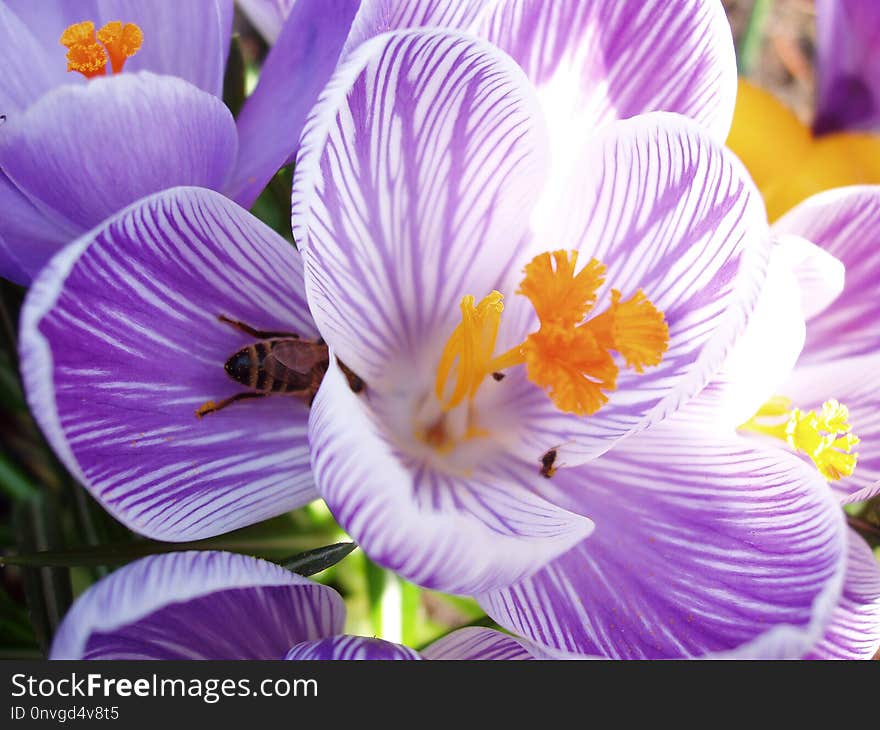 Flower, Flowering Plant, Crocus, Plant