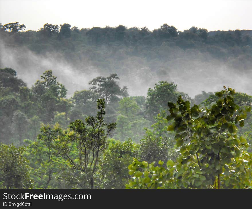 Vegetation, Nature Reserve, Forest, Sky