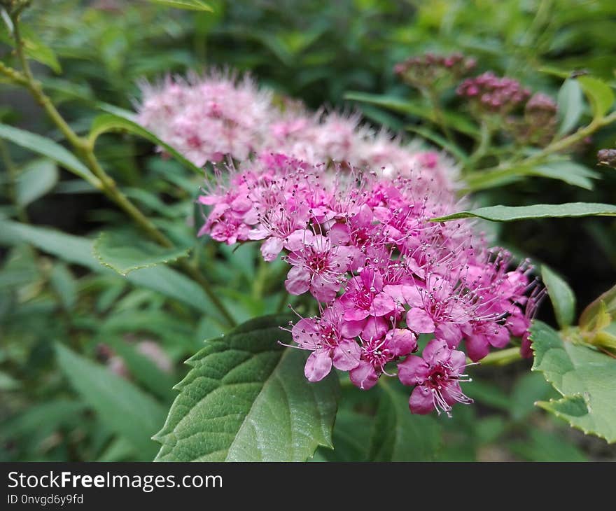 Plant, Flower, Flora, Shrub