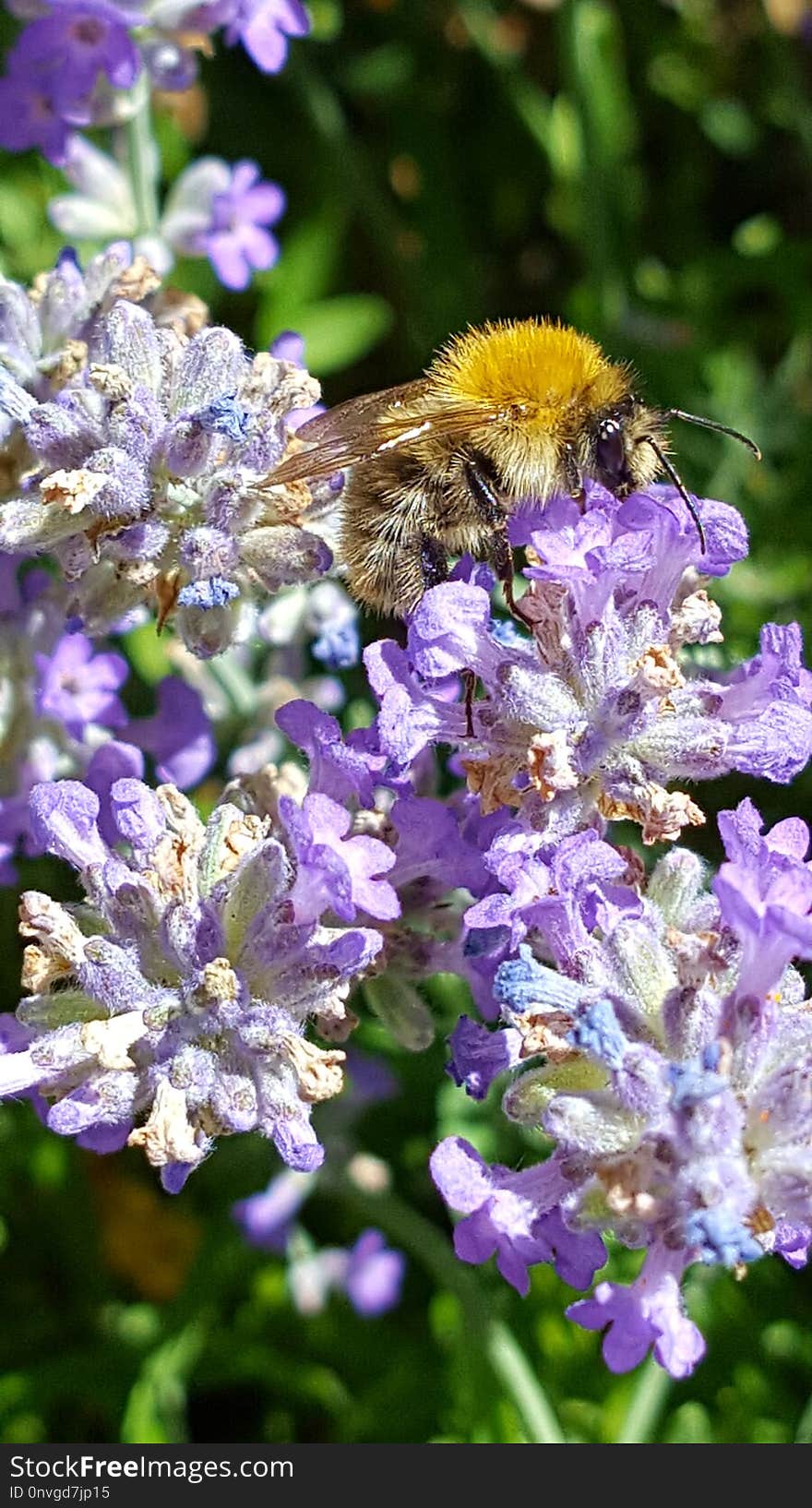 Bee, Honey Bee, Flower, Nectar