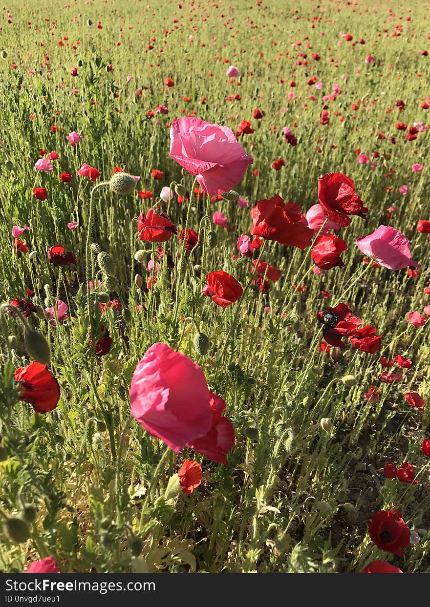 Flower, Field, Wildflower, Ecosystem