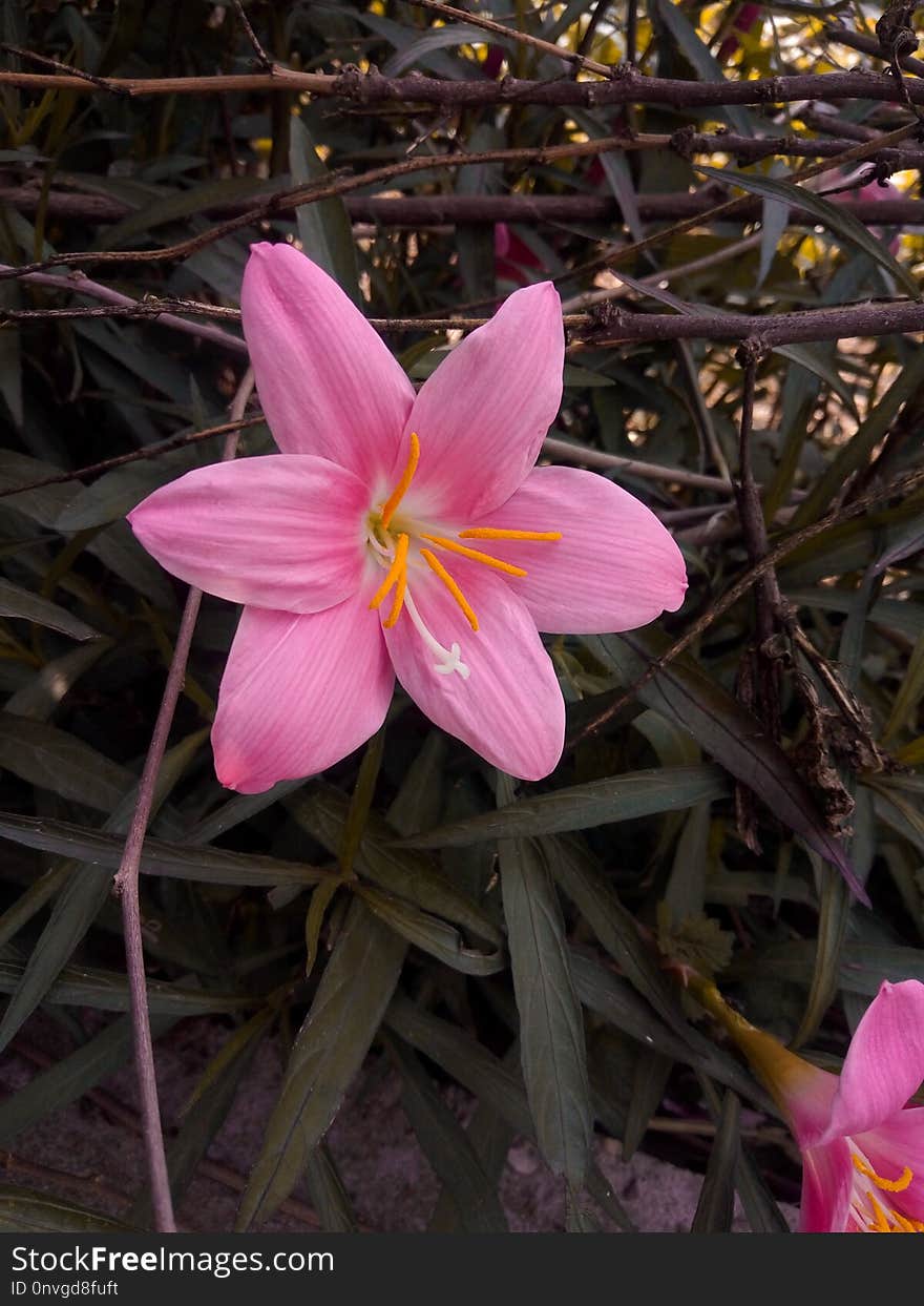 Flower, Plant, Flora, Flowering Plant