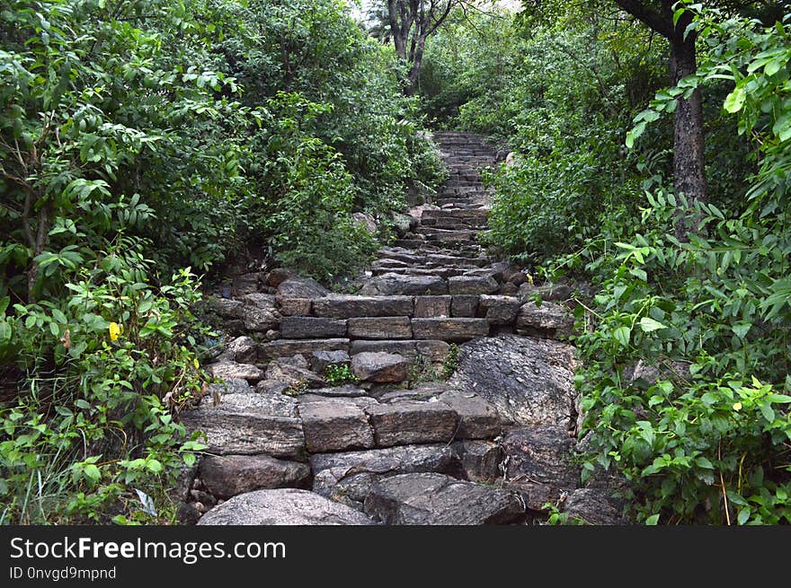 Vegetation, Nature Reserve, Path, Tree