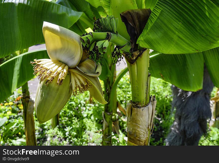 Plant, Flora, Leaf, Banana