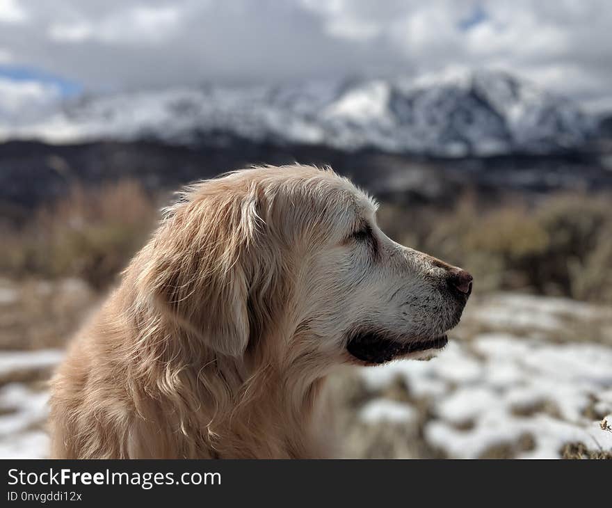 Dog, Dog Like Mammal, Dog Breed, Golden Retriever