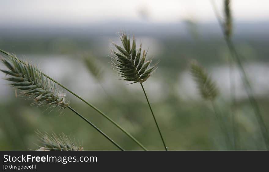 Vegetation, Grass Family, Grass, Plant