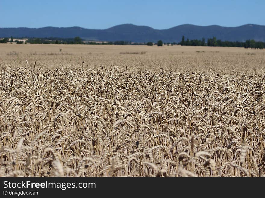 Crop, Grass Family, Field, Triticale