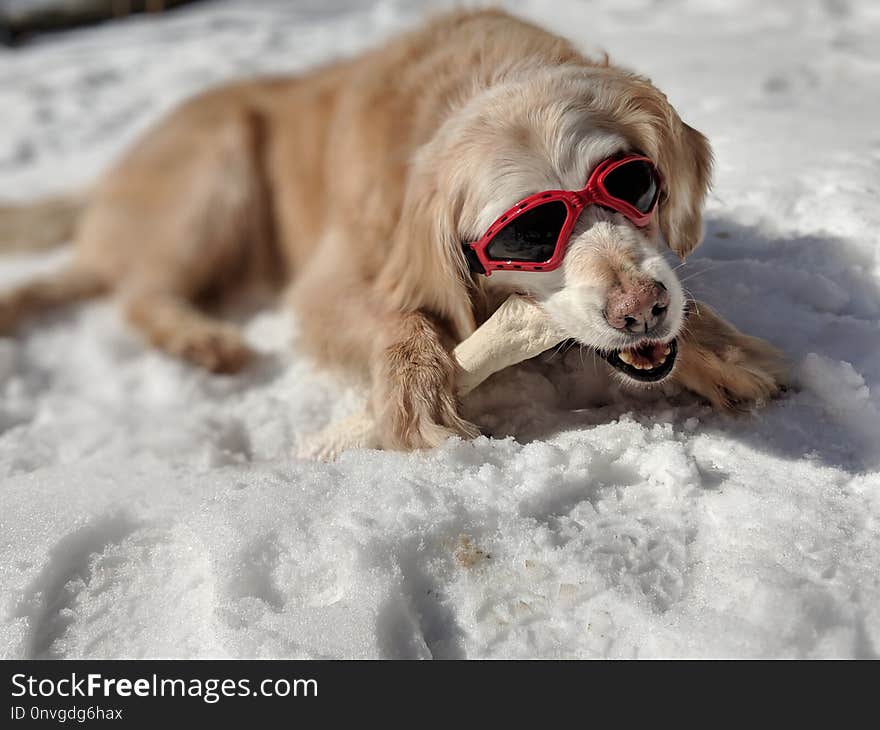 Dog, Dog Like Mammal, Dog Breed, Snow