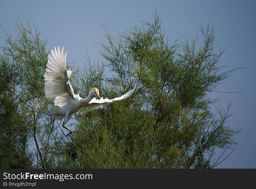 Bird, Fauna, Sky, Wildlife