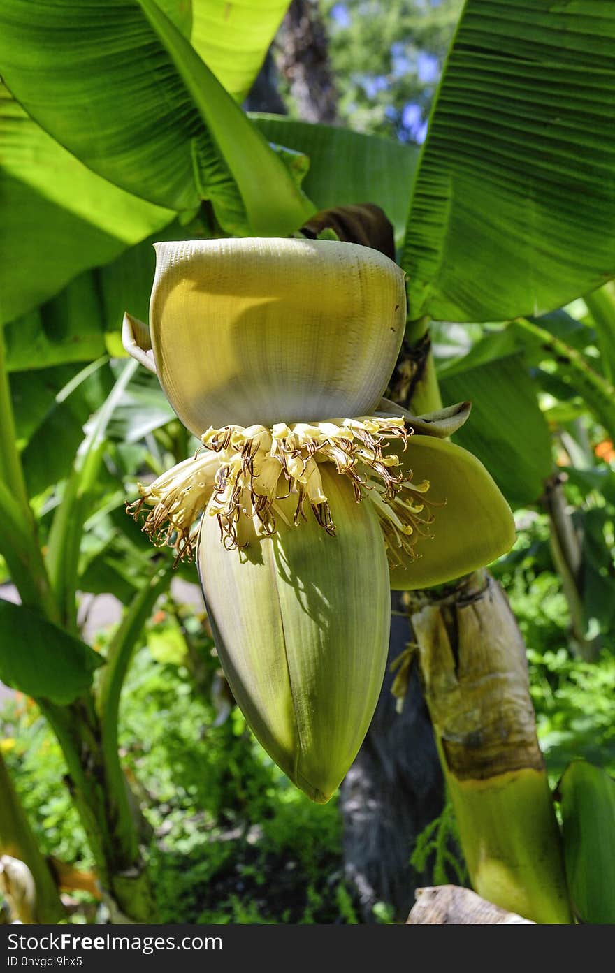 Plant, Banana, Flora, Vegetation