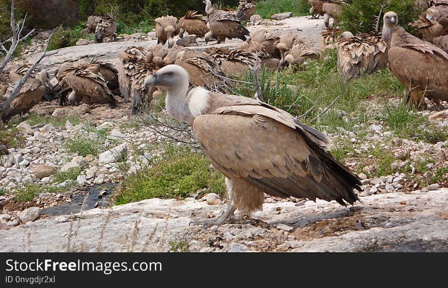 Bird Of Prey, Bird, Fauna, Vulture